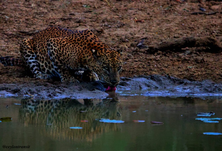 Yala: Tiger in Yala