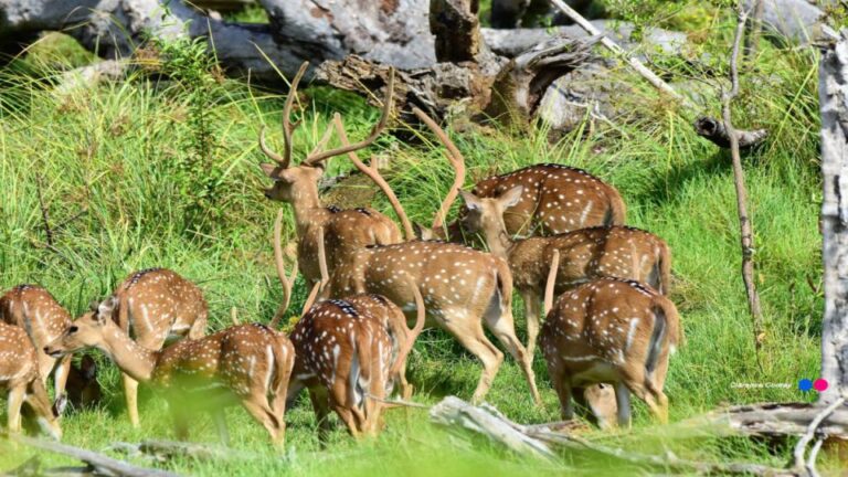 Lunugamwehera-National-Park