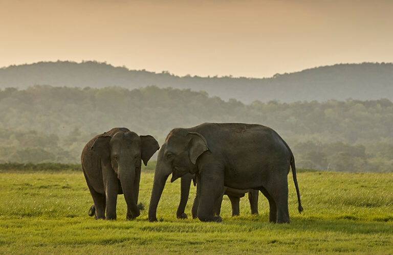 Minneriya Elephants 01