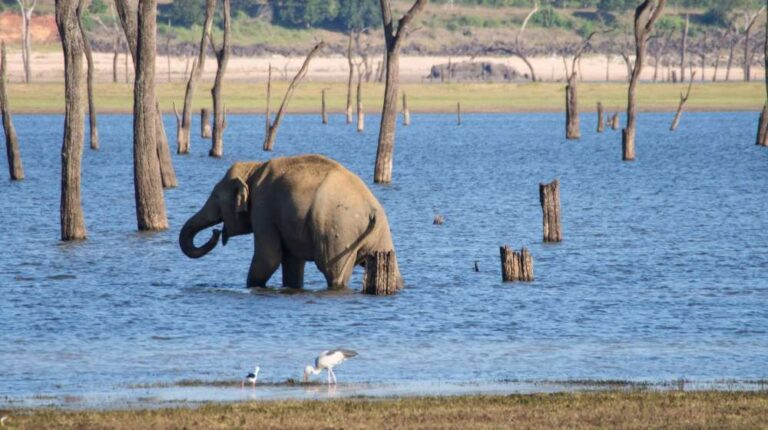 Minneriya Elephants 03