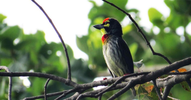 Minneriya bird 01