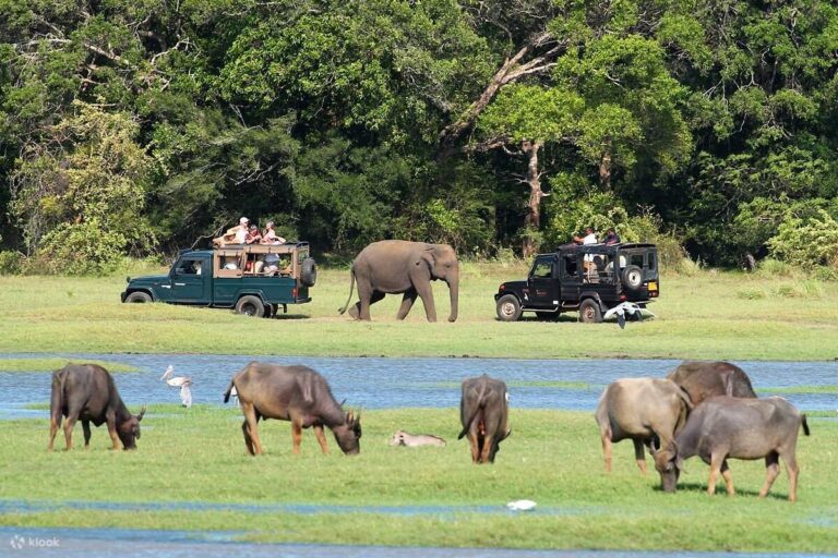 MinneriyaNationalParkPrivateJeepElephant’sSafari