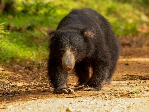 Sloth-Bear-at-Wasgamuwa-National-Park