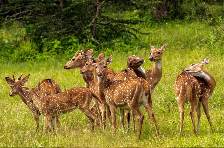 Udawalawe-deers
