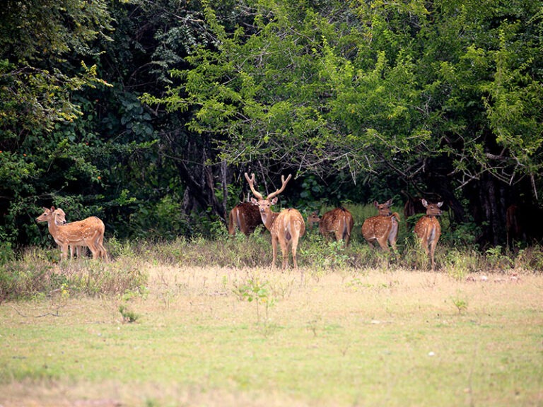 afternoon-safari-in-kumana-national-park-08