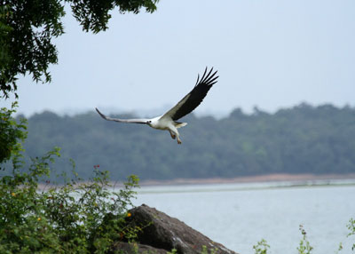 bird-watching-in-minneriya-national-park-1