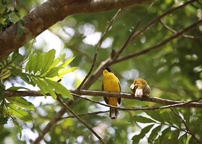 bird-watching-in-minneriya-national-park-2