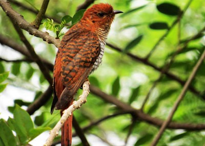 bird-watching-in-minneriya-national-park-4