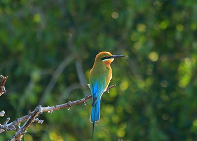 bird-watching-in-udawalawe