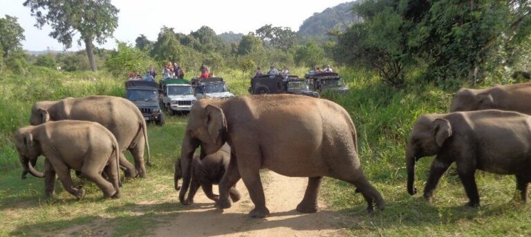 hurulu_eco_safari_cover1-e1639556061975