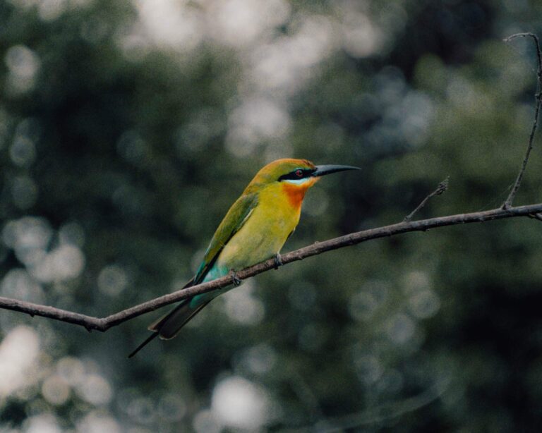 kaudulla-national-park-sri-lanka-tropical-bird