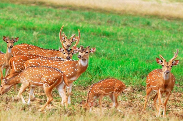 minneriya-safari-18