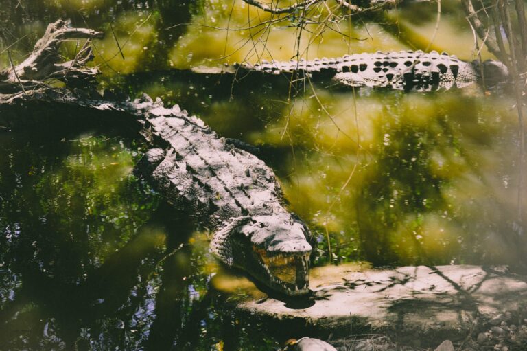 udawalawa croc