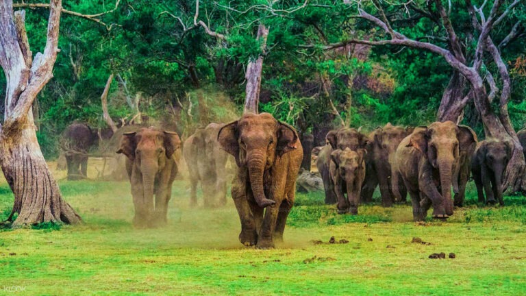udawalawa elephants