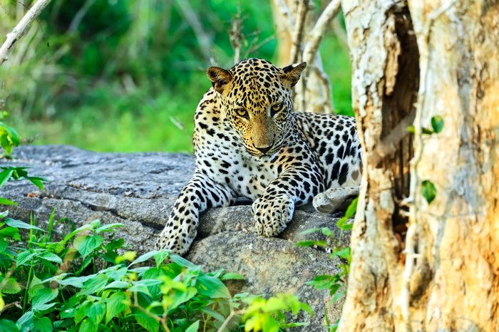 udawalawa leopard