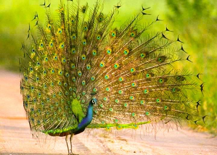 udawalawa peacock