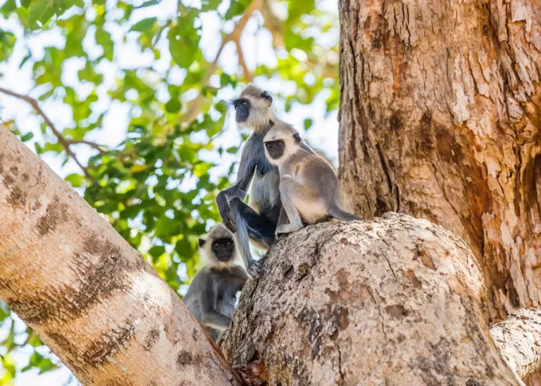 udawalawe-monkeys