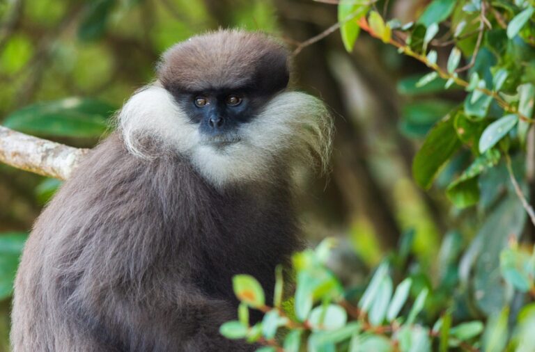 Horton-Plains-2Y0A1521_Bear-Monkey-scaled