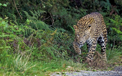 Leopard-on-patrol horton plains