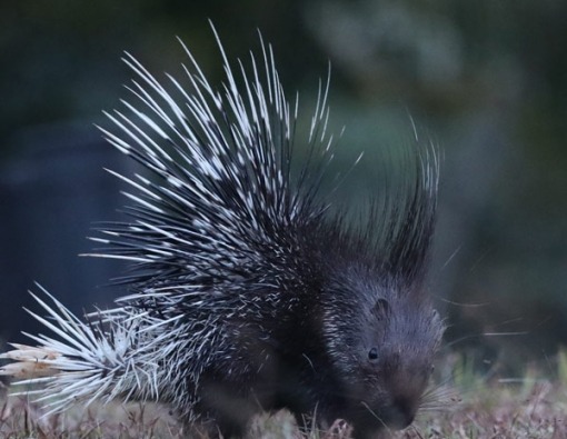 floodplains_thumbnail horton plains