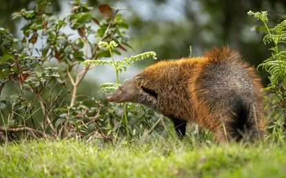 mongoose-horton-plains