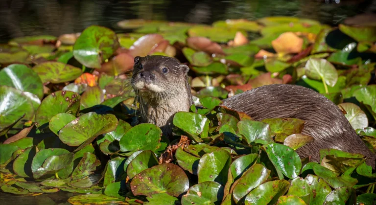 otter horton plains