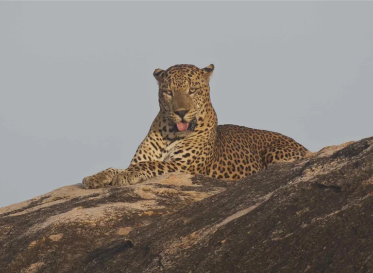 Gal+Oya+Leopard+2+-+Small