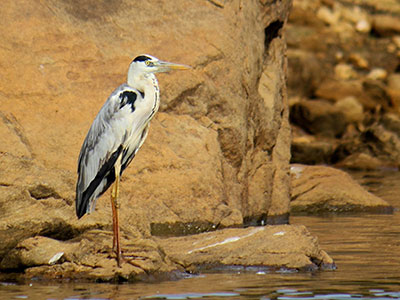 bird-watching-in-gal-oya-national-park-5