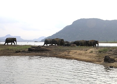 the-swimming-elephants-of-gal-oya-national-park-6
