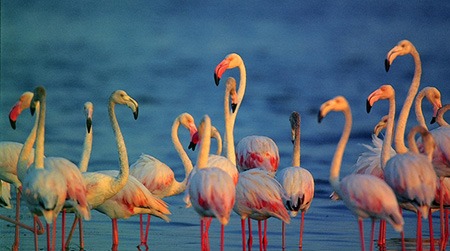 Bundala-National-Park-Birdwatching