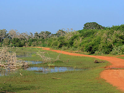 bundala-game-drives-22
