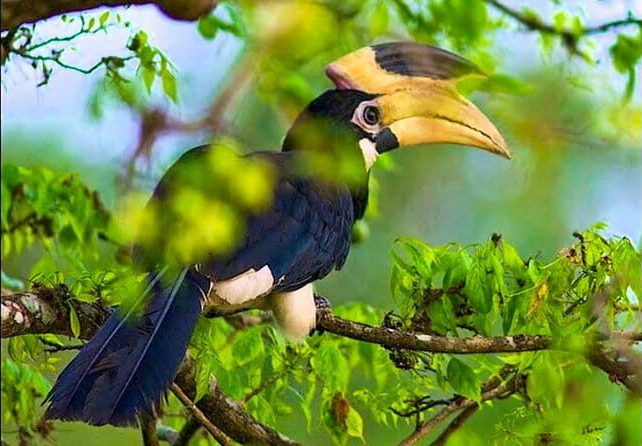 bundala-national-park-safari-from-dikwella