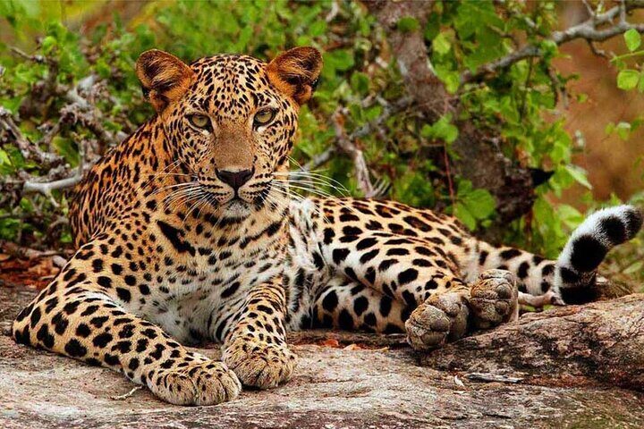 bundala-national-park-safari-from-hikkaduwa