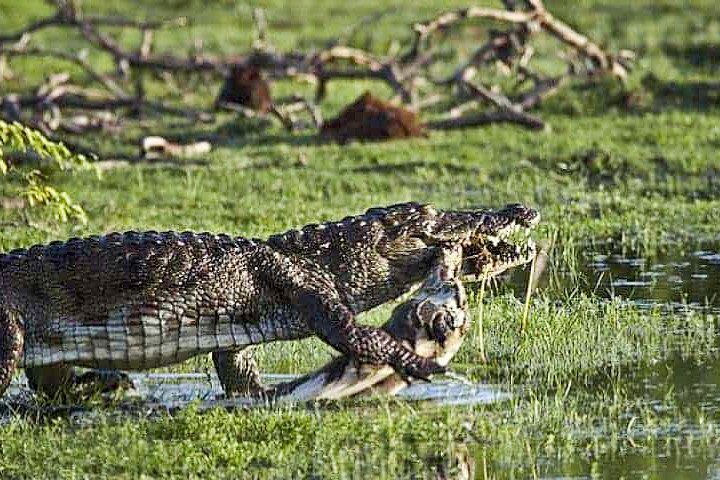 bundala-national-park-safari-from-koggala