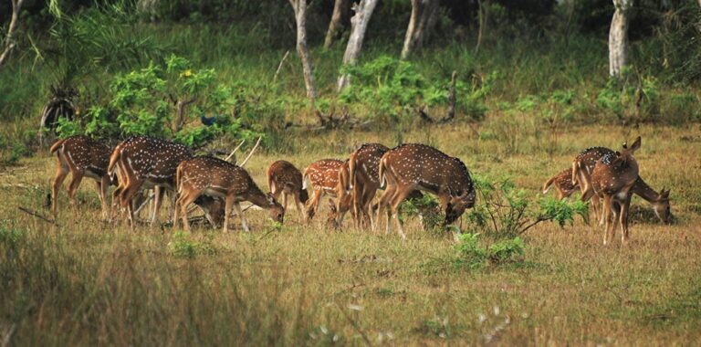deer-herds-at-bundala-min