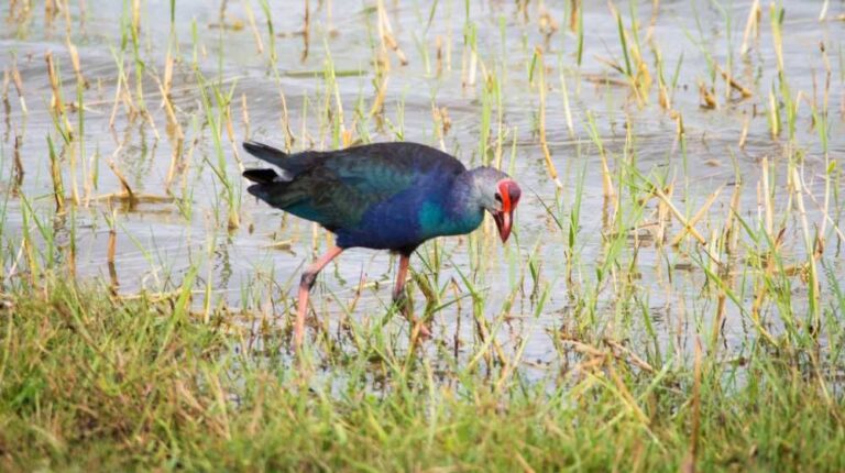 sri-lanka-bird-watching-tour-31 bundala