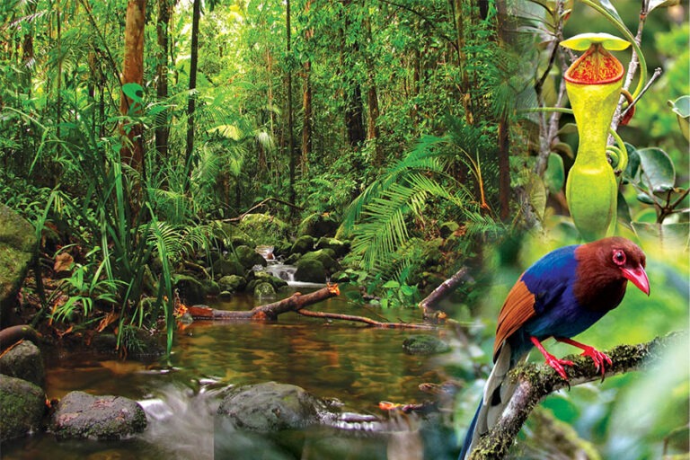 sinharaja-rain-forest
