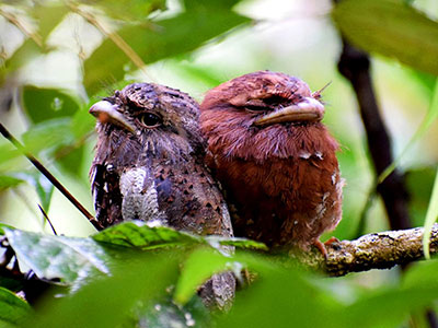 sinharaja-udawalawe-op-1